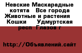 Невские Маскарадные котята - Все города Животные и растения » Кошки   . Удмуртская респ.,Глазов г.